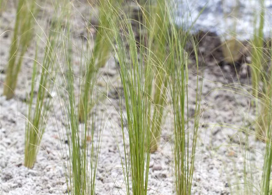 Flausch-Federgras