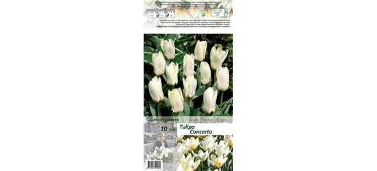 Foster-Tulpe 'Concerto'