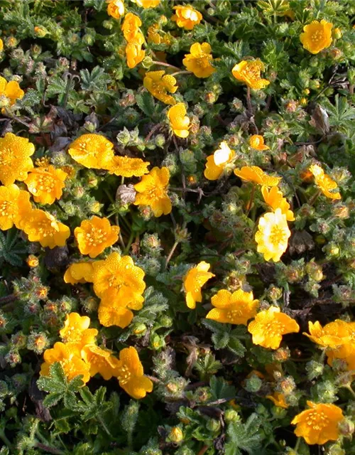 Frühlings-Fingerkraut