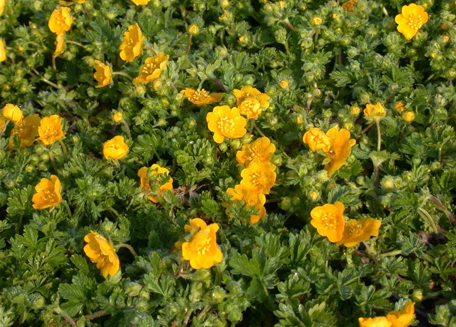 Frühlings-Fingerkraut