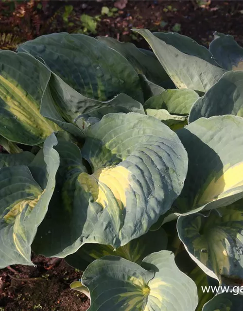 Funkie 'Dream Weaver'