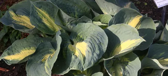 Funkie 'Dream Weaver'