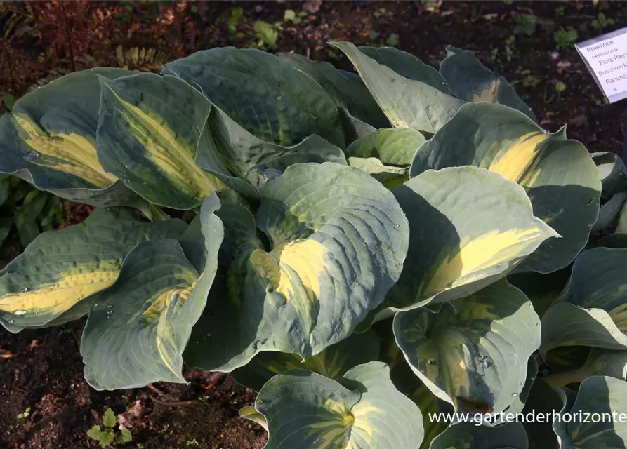 Funkie 'Dream Weaver'