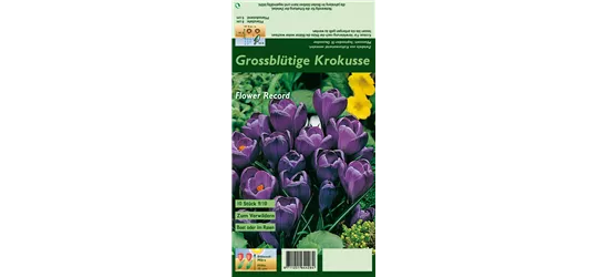 Frühlings-Krokus 'Flower Record'