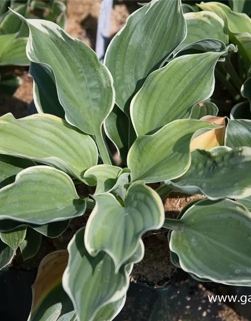 Funkie 'Super Sagae'