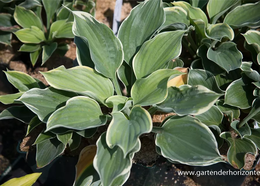 Funkie 'Super Sagae'