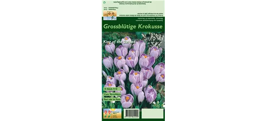 Frühlings-Krokus 'King of the Striped'