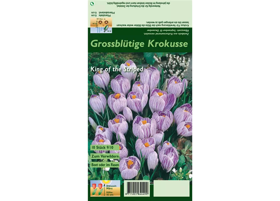 Frühlings-Krokus 'King of the Striped'