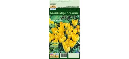 Frühlings-Krokus 'Yellow Mammoth'
