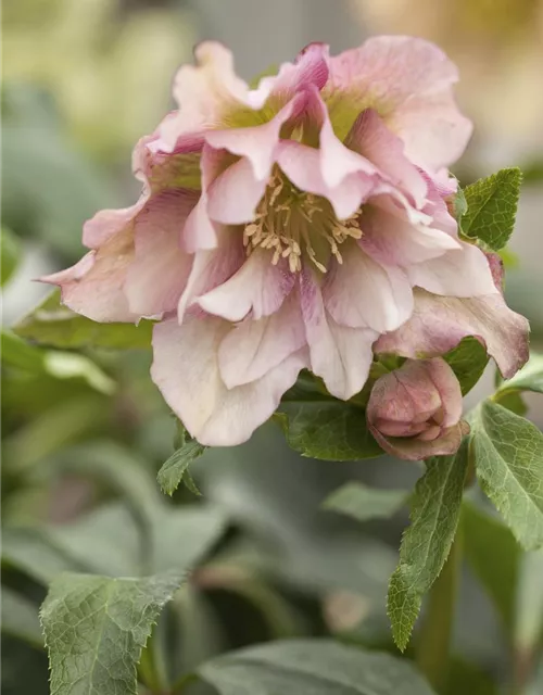 Helleborus x orientalis i.S., gen.