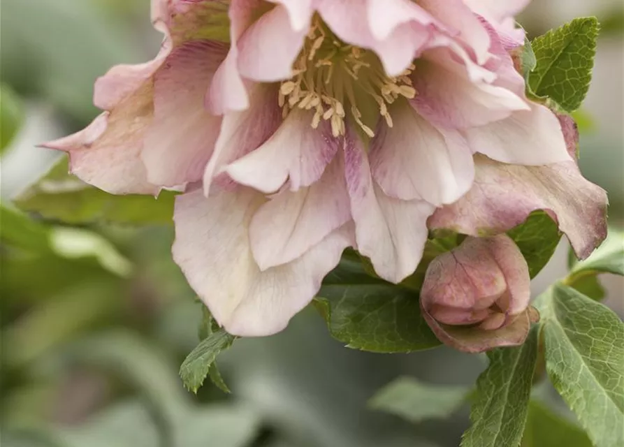Helleborus x orientalis i.S., gen.