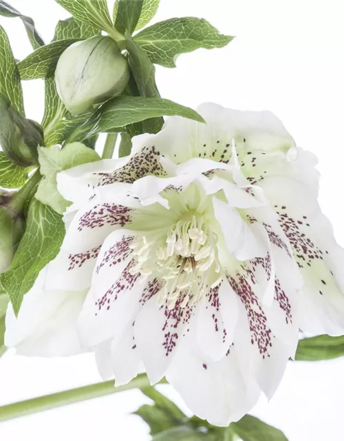 Helleborus x orientalis i.S., gen.