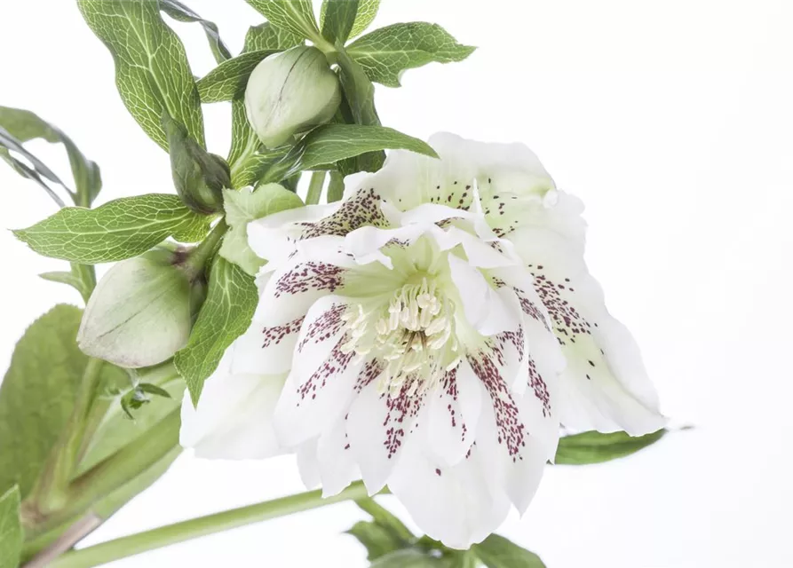 Helleborus x orientalis i.S., gen.