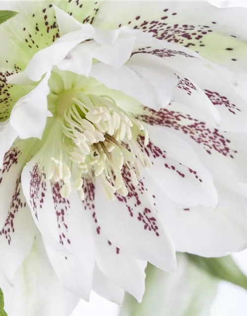 Helleborus x orientalis i.S., gen.