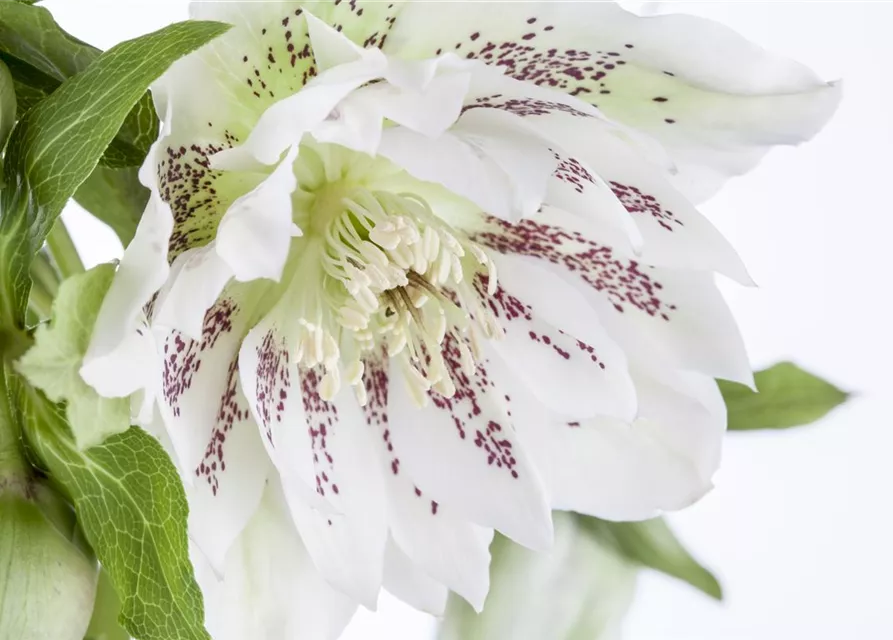 Helleborus x orientalis i.S., gen.