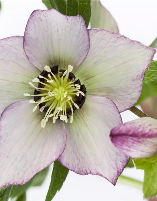 Helleborus x orientalis i.S., gen.