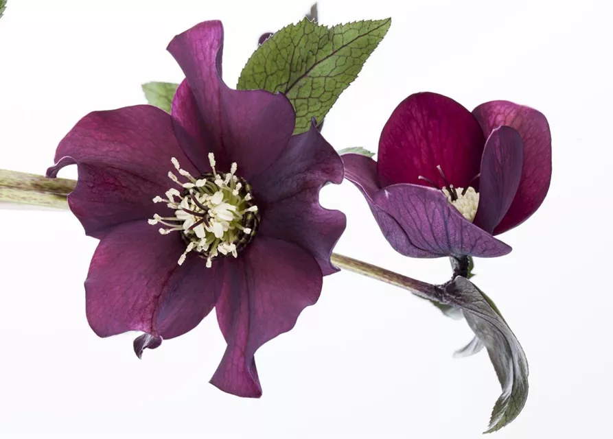 Helleborus x orientalis i.S., gen.