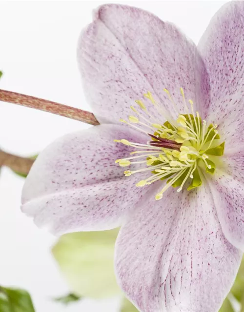 Helleborus x orientalis i.S., gen.