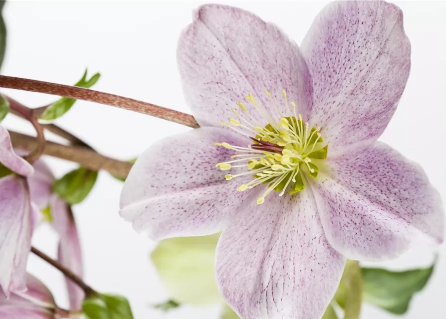 Helleborus x orientalis i.S., gen.