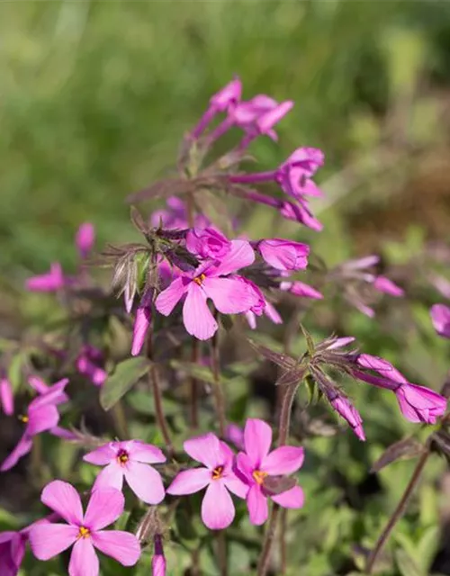 Garten-Ausläufer-Flammenblume