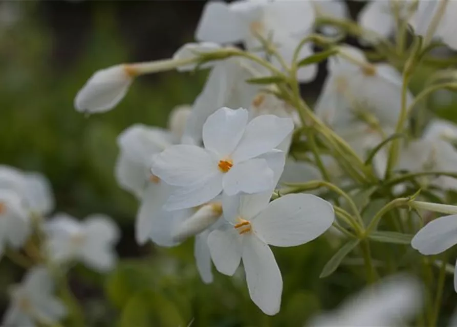 Garten-Ausläufer-Flammenblume 'Ariane'
