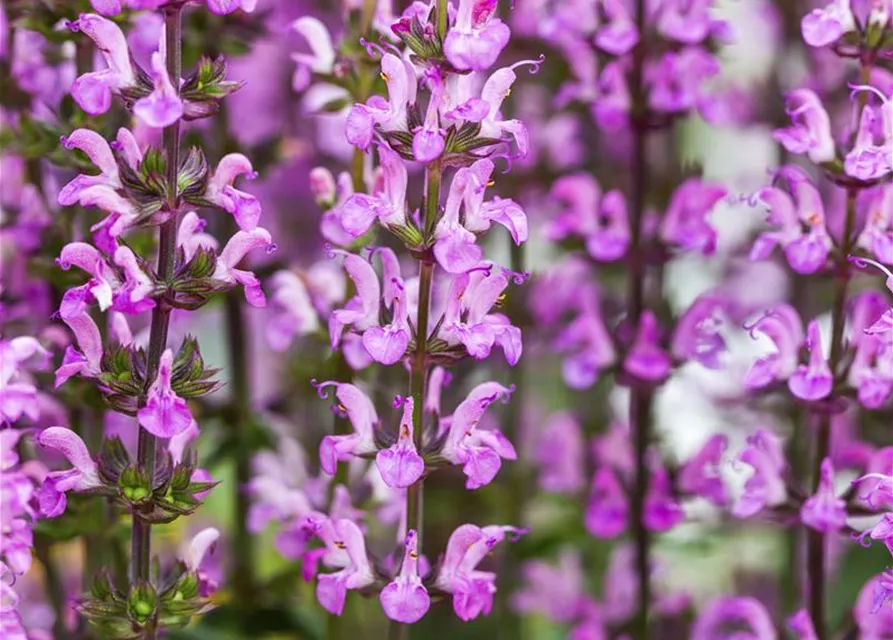 Garten-Blüten-Salbei