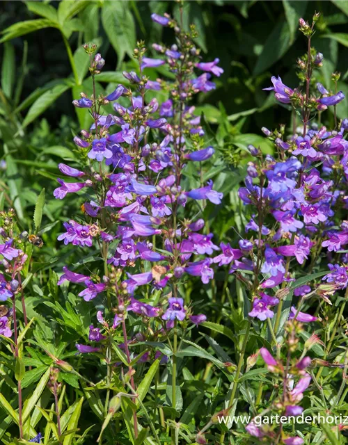 Garten-Bartfaden 'Catherine de la Mere' Garten-Bartfaden 'Catherine de la Mere'