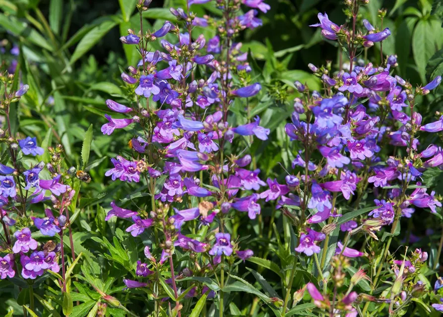 Garten-Bartfaden 'Catherine de la Mere' Garten-Bartfaden 'Catherine de la Mere'