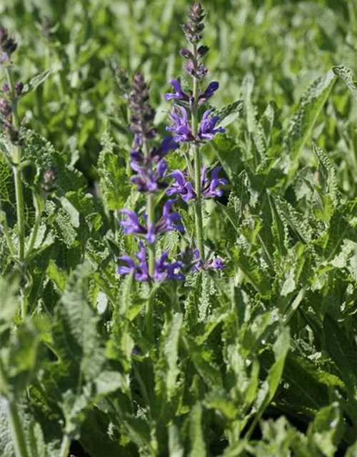 Garten-Blüten-Salbei 'Rügen'