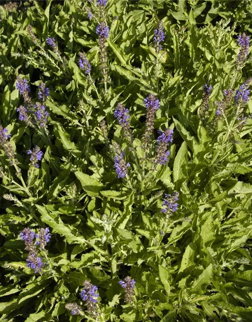 Garten-Blüten-Salbei 'Rügen'
