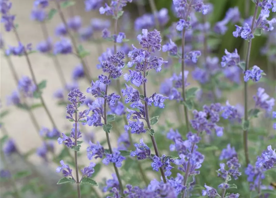 Garten-Bastard-Katzenminze 'Alba'