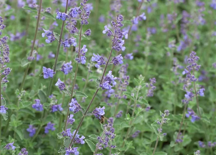 Garten-Bastard-Katzenminze 'Alba'