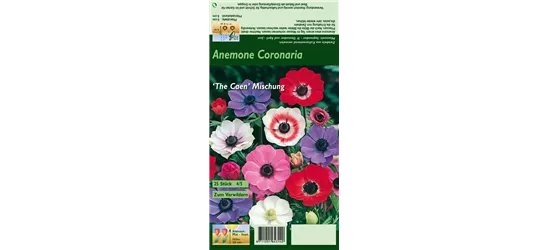 Garten-Anemone 'De Caen'