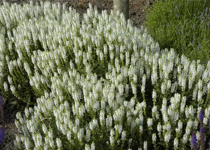 Garten-Blüten-Salbei 'Schneehügel'