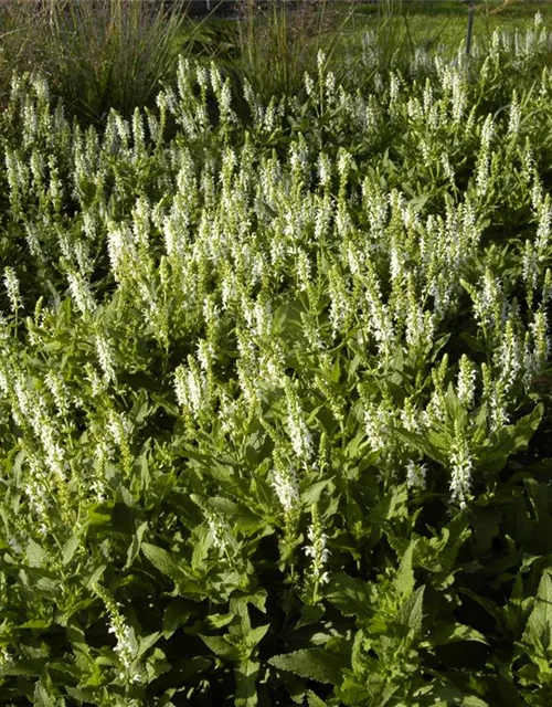 Garten-Blüten-Salbei 'Schneehügel'