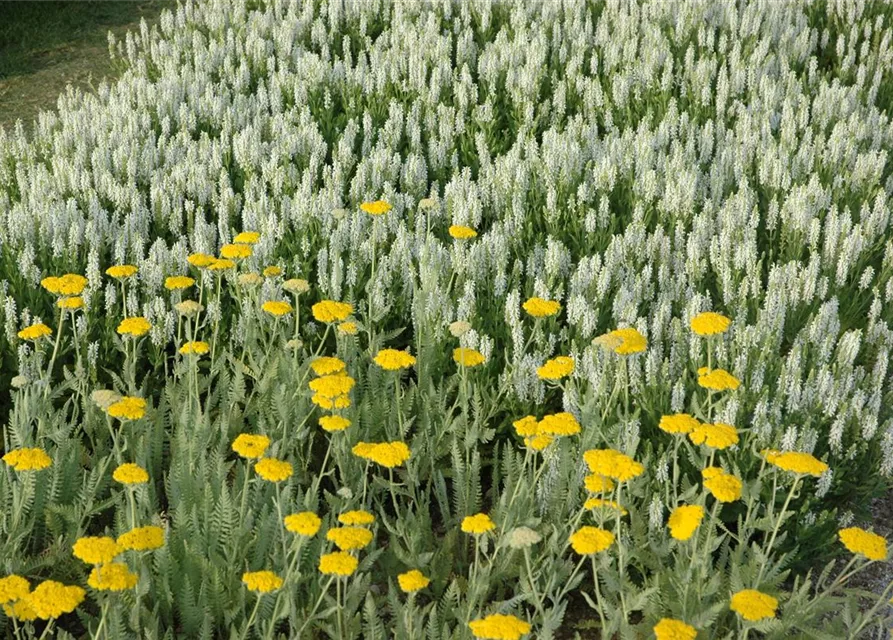 Garten-Blüten-Salbei 'Schneehügel'