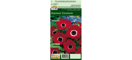 Garten-Anemone 'De Caen Hollandia'