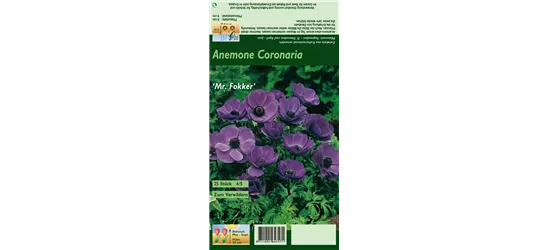 Garten-Anemone 'De Caen Mr. Fokker'