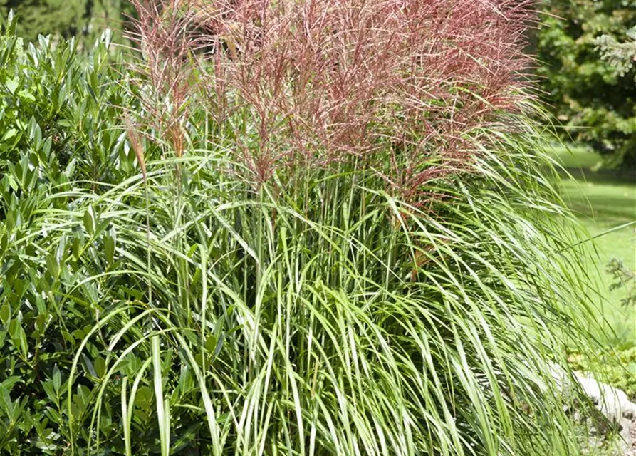 Garten-Chinaschilf 'Große Fontäne'