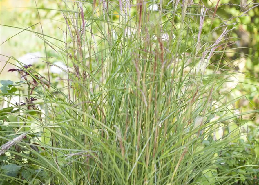 Garten-Chinaschilf 'Kleine Fontäne'