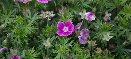 Garten-Blut-Storchschnabel 'Elke'