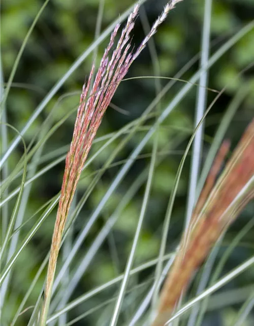 Garten-Chinaschilf 'Kleine Silberspinne'