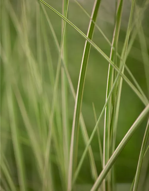 Garten-Chinaschilf 'Kleine Silberspinne'