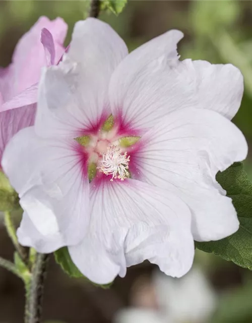 Garten-Busch-Malve 'Baby Barnsley'