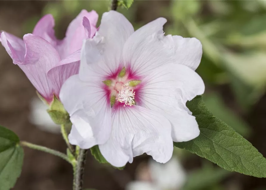 Garten-Busch-Malve 'Baby Barnsley'