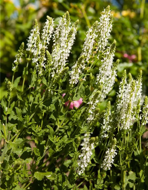 Garten-Blüten-Salbei 'Adrian'