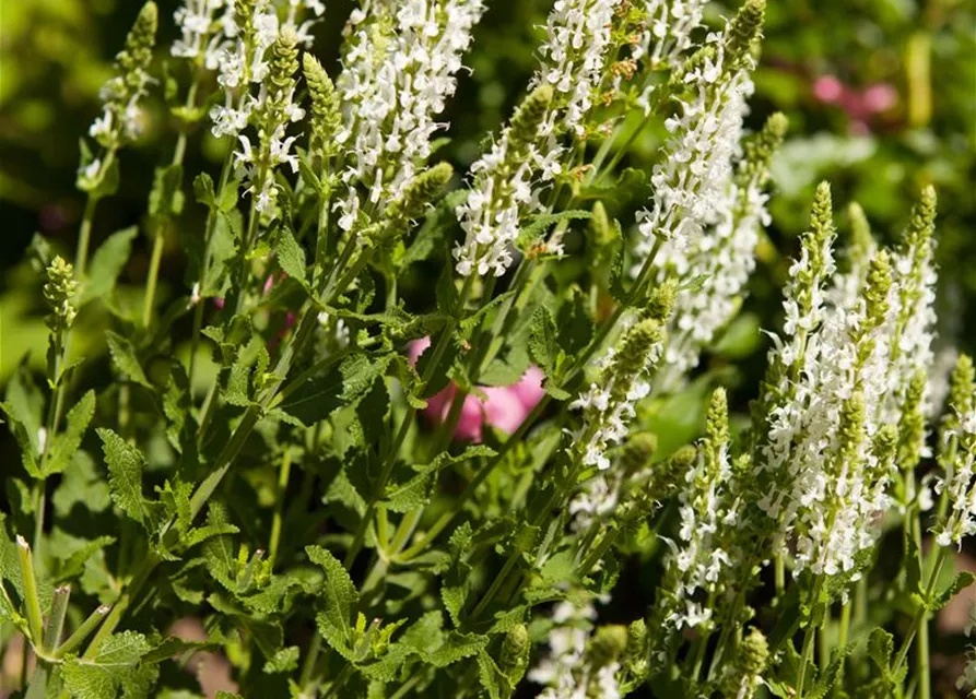 Garten-Blüten-Salbei 'Adrian'