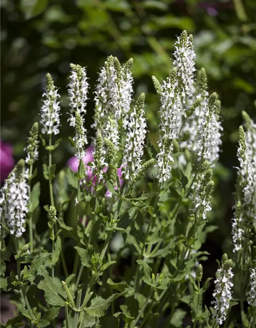 Garten-Blüten-Salbei 'Adrian'