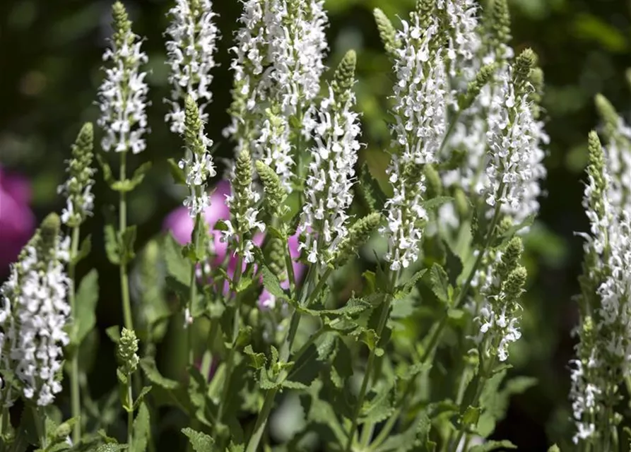 Garten-Blüten-Salbei 'Adrian'