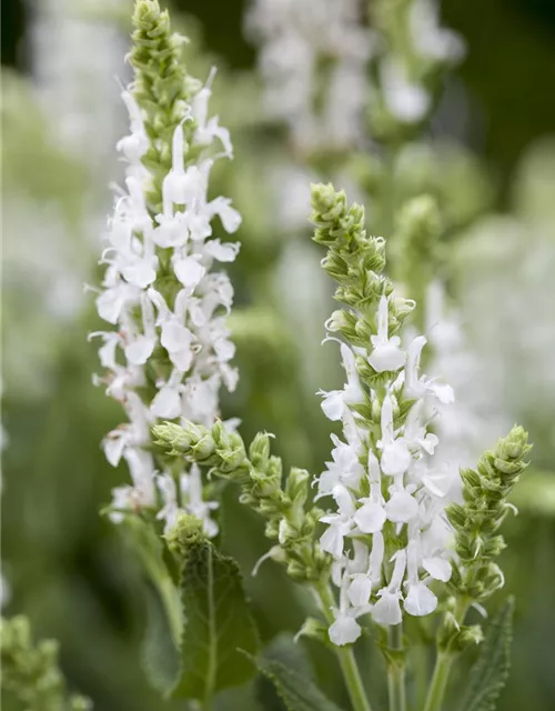 Garten-Blüten-Salbei 'Adrian'